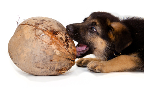 coconut for dogs skin coconut for dogs coconut for dogs skin coconut for dogs