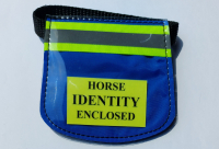 blue horse small