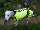 Daisy coat above view