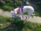 Elasticated Daisy harness
