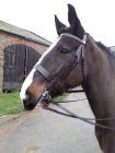 Hunter snaffle 1