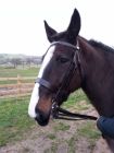 Hunter snaffle 2