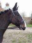 Hunter snaffle 3