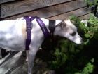 Jemma purple harness