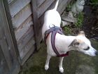 Jemma in 2 tone harness