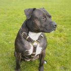 Staffie harness front view