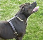 Staffie harness side view