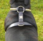 Staffie harness back view