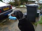 Max with collar on