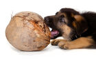 Dog with coconut