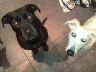 dogs