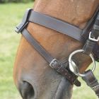bridlefitting 2