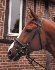 bridlefitting 3