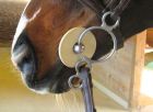 bridlefitting 5