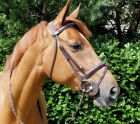 raised fancy bridle