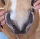 infront of horse to measure mouth